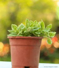 Aptenia Cordifolia trailing succulent with heart-shaped green leaves – perfect sun-loving plant for hanging baskets and outdoor decor