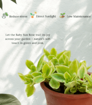 Aptenia Cordifolia trailing succulent with heart-shaped green leaves – perfect sun-loving plant for hanging baskets and outdoor decor