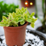 Aptenia Cordifolia trailing succulent with heart-shaped green leaves – perfect sun-loving plant for hanging baskets and outdoor decor