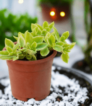 Aptenia Cordifolia trailing succulent with heart-shaped green leaves – perfect sun-loving plant for hanging baskets and outdoor decor