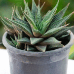 Haworthiopsis limifolia succulent with ridged spiral green leaves – compact indoor plant for minimalistic decor and low-light spaces
