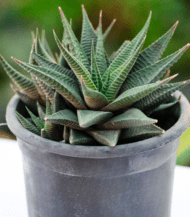 Haworthiopsis limifolia succulent with ridged spiral green leaves – compact indoor plant for minimalistic decor and low-light spaces