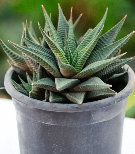 Haworthiopsis limifolia succulent with ridged spiral green leaves – compact indoor plant for minimalistic decor and low-light spaces