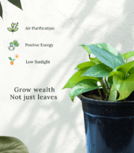"Money Plant with green heart-shaped leaves – lucky indoor air-purifying climber plant without pot"