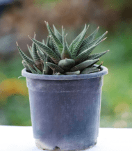 Haworthiopsis limifolia succulent with ridged spiral green leaves – compact indoor plant for minimalistic decor and low-light spaces
