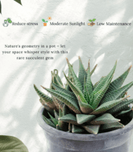 Haworthiopsis limifolia succulent with ridged spiral green leaves – compact indoor plant for minimalistic decor and low-light spaces