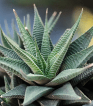 Haworthiopsis limifolia succulent with ridged spiral green leaves – compact indoor plant for minimalistic decor and low-light spaces