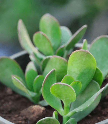 Crassula Ovata (Jade Plant) with thick oval green leaves – easy indoor succulent believed to bring wealth and luck