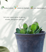 Crassula Ovata (Jade Plant) with thick oval green leaves – easy indoor succulent believed to bring wealth and luck