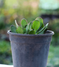 Crassula Ovata (Jade Plant) with thick oval green leaves – easy indoor succulent believed to bring wealth and luck