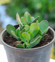 Crassula Ovata (Jade Plant) with thick oval green leaves – easy indoor succulent believed to bring wealth and luck