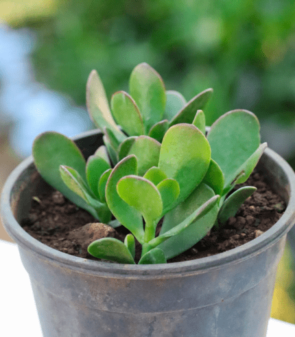 Crassula Ovata (Jade Plant) with thick oval green leaves – easy indoor succulent believed to bring wealth and luck