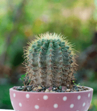Golden Barrel Cactus (Echinocactus grusonii) with round shape and golden-yellow spines – bold and low-maintenance desert plant for indoor and outdoor decor
