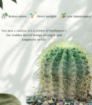 Golden Barrel Cactus (Echinocactus grusonii) with round shape and golden-yellow spines – bold and low-maintenance desert plant for indoor and outdoor decor