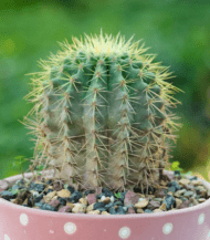 Golden Barrel Cactus (Echinocactus grusonii) with round shape and golden-yellow spines – bold and low-maintenance desert plant for indoor and outdoor decor