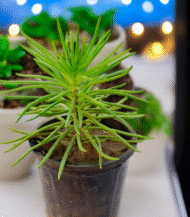 Senecio Barbertonicus with long green cylindrical leaves – drought-tolerant succulent plant for indoor and outdoor décor