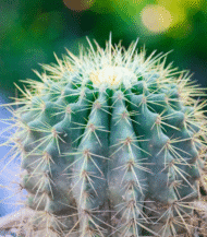 Golden Barrel Cactus (Echinocactus grusonii) with round shape and golden-yellow spines – bold and low-maintenance desert plant for indoor and outdoor decor