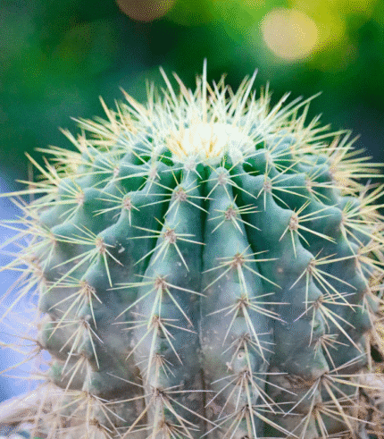 Golden Barrel Cactus (Echinocactus grusonii) with round shape and golden-yellow spines – bold and low-maintenance desert plant for indoor and outdoor decor