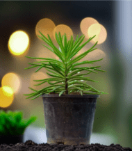 Senecio Barbertonicus with long green cylindrical leaves – drought-tolerant succulent plant for indoor and outdoor décor