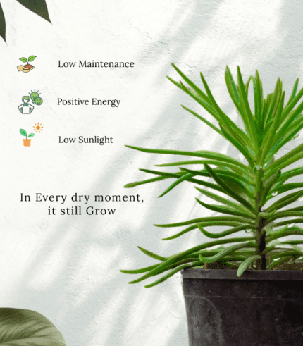 Senecio Barbertonicus with long green cylindrical leaves – drought-tolerant succulent plant for indoor and outdoor décor