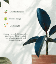 Healthy Rubber Plant (Ficus Elastica) in a ceramic pot with broad dark green leaves – perfect indoor plant for home decor and air purification"