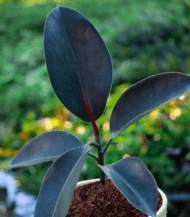 Healthy Rubber Plant (Ficus Elastica) in a ceramic pot with broad dark green leaves – perfect indoor plant for home decor and air purification"