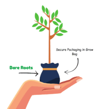 vanupvan indoor plants