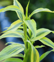 air purifier plant combo Jaipur, buy indoor plants Jaipur, best air purifying plants online Jaipur