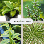 air purifier plant combo Jaipur, buy indoor plants Jaipur, best air purifying plants online Jaipur