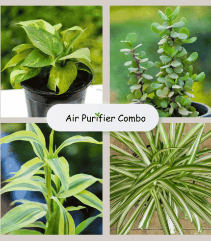 air purifier plant combo Jaipur, buy indoor plants Jaipur, best air purifying plants online Jaipur