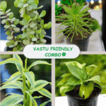 Vastu friendly plants
