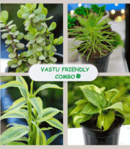 Vastu friendly plants