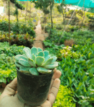 Laxmi Kamal Plant – Lucky Succulent for Prosperity by Vanupvan