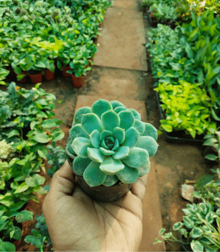 Laxmi Kamal Plant – Lucky Succulent for Prosperity by Vanupvan