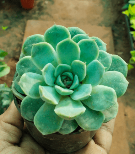 Laxmi Kamal Plant – Lucky Succulent for Prosperity by Vanupvan