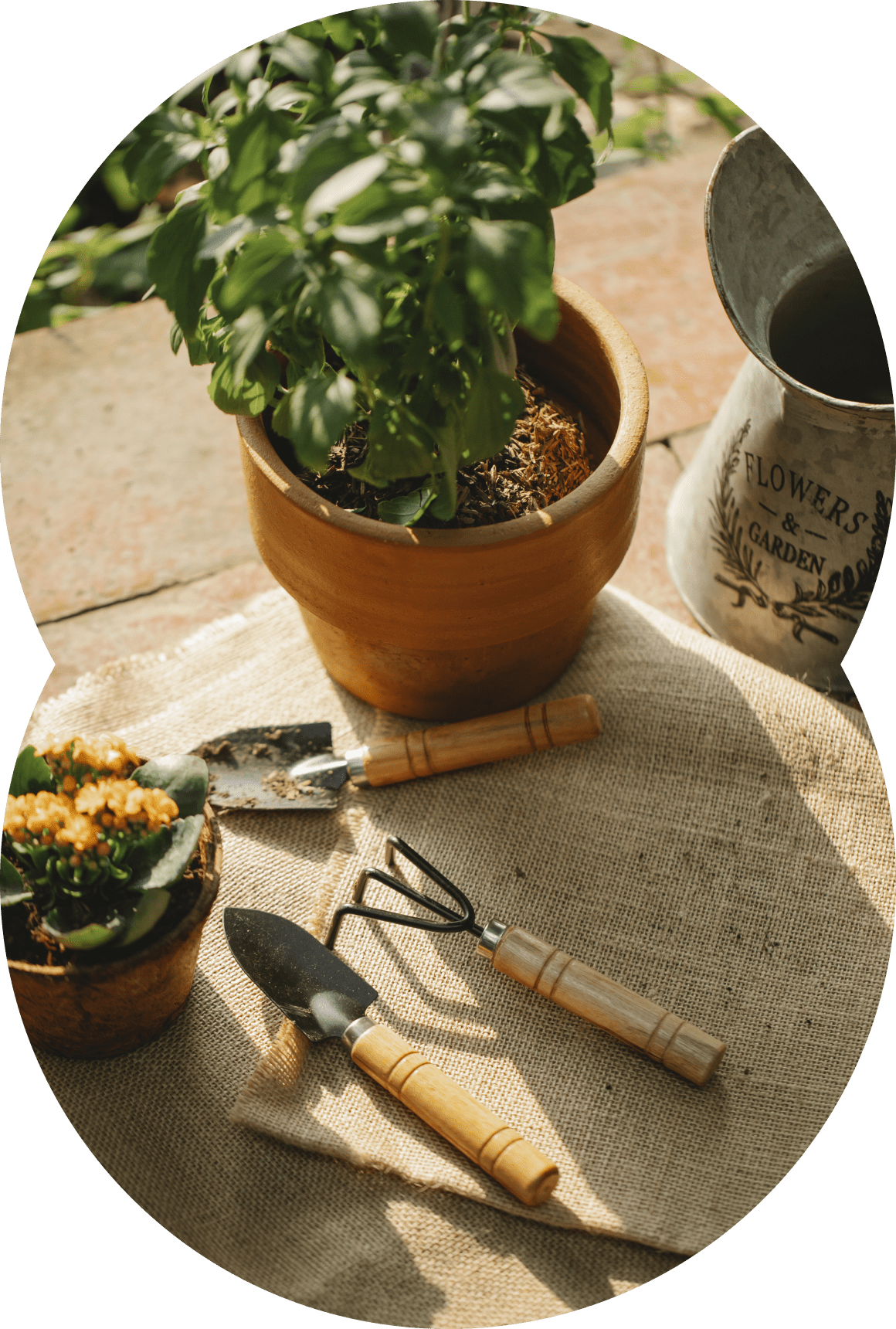 Vanupvan Indoor plant , Best plant nursery,