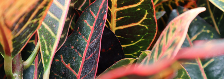 Vanupvan Indoor plant , Best plant nursery,