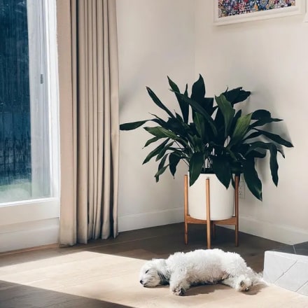 Vanupvan Indoor plant , Best plant nursery,