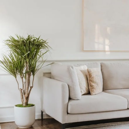 Vanupvan Indoor plant , Best plant nursery,