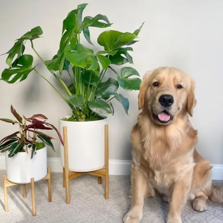 Vanupvan Indoor plant , Best plant nursery,