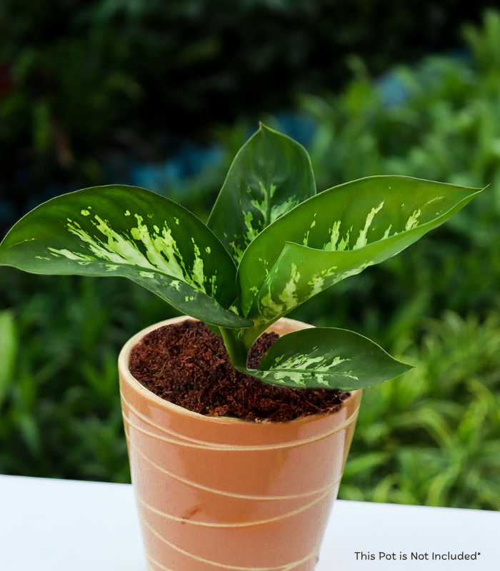 Dieffenbachia Seguine indoor herbal plant with large green and white patterned leaves – air purifying home decor plant by Vanupvan”