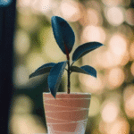 Healthy Rubber Plant (Ficus Elastica) in a ceramic pot with broad dark green leaves – perfect indoor plant for home decor and air purification"