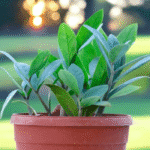 Green ZZ Plant (Zamioculcas zamiifolia) with shiny oval leaves – low maintenance air-purifying indoor plant ideal for modern homes and offices