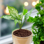 Aglaonema indoor plant with vibrant pink and green leaves – low maintenance air-purifying plant for home and office décor