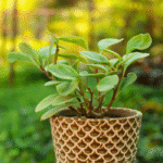 Peperomia Obtusifolia with glossy green leaves – compact indoor plant ideal for tabletops and small spaces