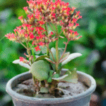 Kalanchoe Blossfeldiana with vibrant flowers and thick green leaves – indoor flowering succulent