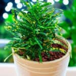 Gold Dust Croton plant with vibrant green leaves and yellow speckles, placed in loose soil without a pot, perfect for indoor decoration and air purification – Vanupvan