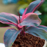 Cordyline Fruticosa Ti Plant with burgundy and pink foliage – colorful indoor plant without pot"