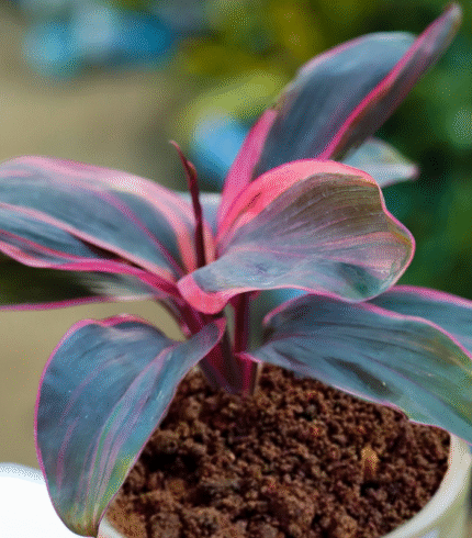 Cordyline Fruticosa Ti Plant with burgundy and pink foliage – colorful indoor plant without pot"