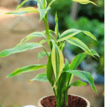 Dracaena Fragrans Lemon Lime with striped green and lime-colored leaves – vibrant indoor plant for home and office deco